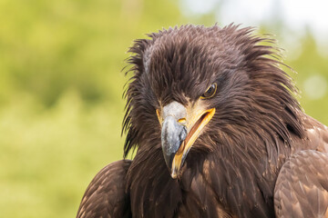 Obraz premium Portrait of a young bald eagle with an open beak.