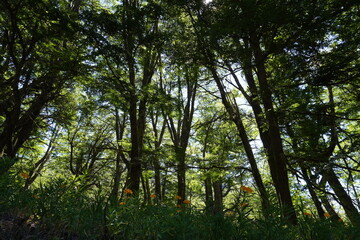 In nature