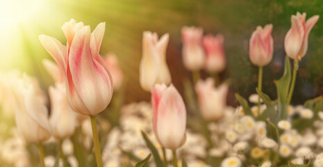 Naklejka premium White and pink tulips in a garden with other beautiful flowers. Springtime scene with colorful flowers and sun rays.