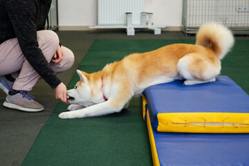 Professional dog trainer practicing obedience commands for agility performance. perfect footwork