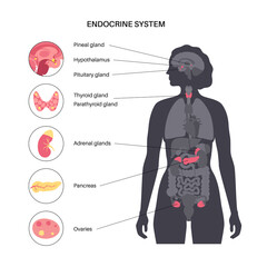Human endocrine system - obrazy, fototapety, plakaty