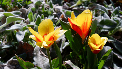 A low-growing tulip variety with broad striped leaves and a yellow flower with a red center. It blooms in early spring in the garden bed. Close-up, Tulip Greyga, Tulipa greigii.