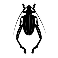 Black illustration of a tropical beetle. The insect is a pest of forests and gardens. Drawing for tattoo