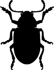 Black illustration of a tropical beetle. The insect is a pest of forests and gardens. Drawing for tattoo