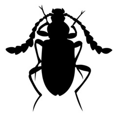 Black illustration of a tropical beetle. The insect is a pest of forests and gardens. Drawing for tattoo
