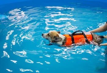 Corgi dog in life jacket swim in the swimming pool. Pet rehabilitation. Recovery training...