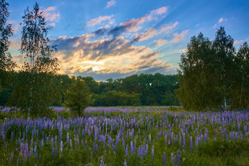 field of lupines at the sunset