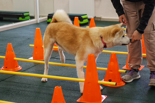 Akita Inu Is Engaged In Fitness To Restore Joint Mobility After An Injury. Veterinary Clinic With Dog Getting His Rehab Session. 