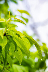若葉と水滴