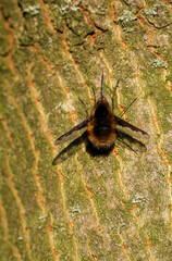 Großer Wollschweber, Bombylius major an einem Baumstamm.