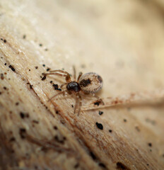 Nahaufnahme einer Heckenlauerspinne (Dictyna uncinata) auf einem Stück Holz.