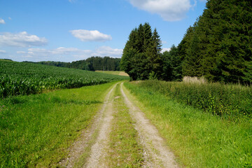 Fototapeta na wymiar a path leading through the green fields of the German countryside in Birkach on a sunny summer day 