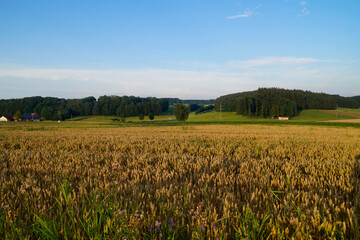 beautiful sunlit landscape with endless wheat fields of the Bavarian countryside in Birkach (Germany, Bavaria, Swabia)