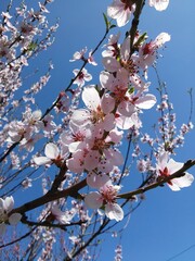 blossom