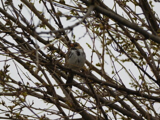 Harris's Sparrow