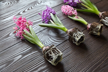 Hyacinth flowers with roots in soil on wooden table, transplanting plants