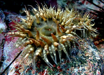 Costa Rica Pacific sea life