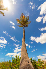Coconut tree
