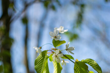 blossom in spring