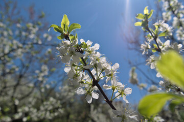 Plum blossoms on a branch in an orchard, opposite the blue sky. Shallow depth of field, close up