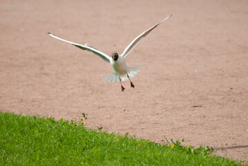 seagull in flight