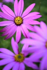Closeup shot of beautiful pink flowers in the garden 