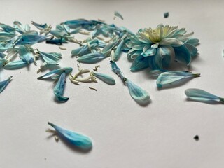 Blue flower and scattered petals - innocence, purity, angelic delicate on a light background