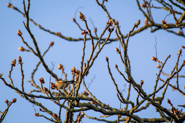 Portrait eines Stieglitz auf einem Baum im Frühjahr.
