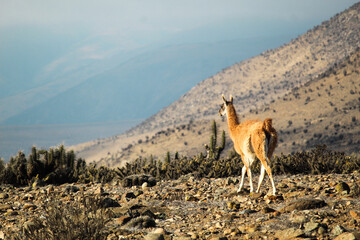 Fototapeta premium Guanaco en su hábitat localidad de choros, coquimbo, Chile