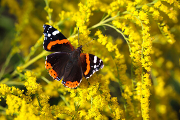 Ein Admiral, Schmetterling auf einer gelb blühenden Pflanze.