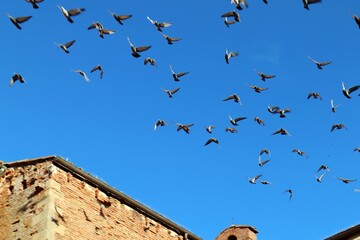 flock of birds