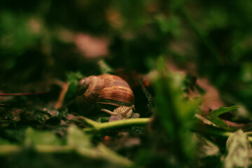 Snail