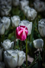 red and white tulip