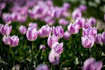 purple crocus flowers
