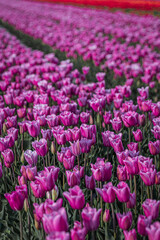 field of tulips