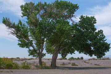 Fototapeta premium tree in the field