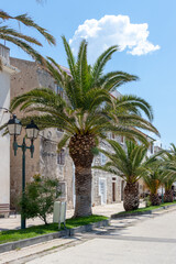 Fototapeta na wymiar Häuser mit Palmen auf der Promenade in der Stadt Pag, Insel Pag, Kroatien