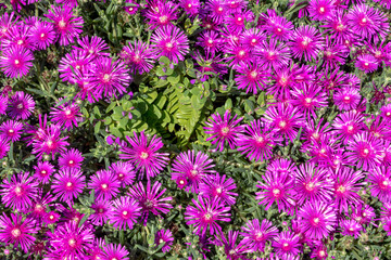 Lampranthus Mittagsblume Blüte pink magenta Nahaufnahme Aizoaceae Blume Pflanze in Kroatien