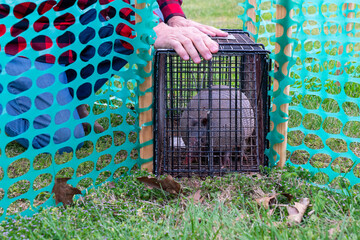 Wildlife control captured an armadillo in a live cage trap for relocation from a residential yard