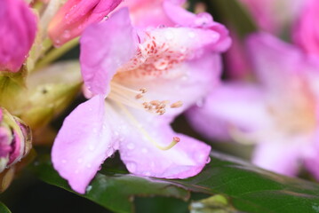 phododendron pink flower

