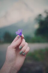 Wildflower in the Swiss Alps