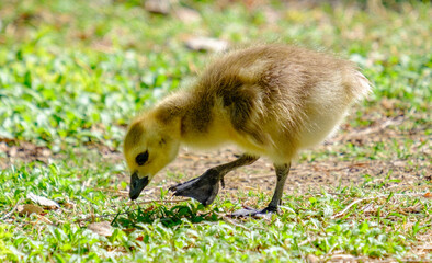 baby duck in the grass