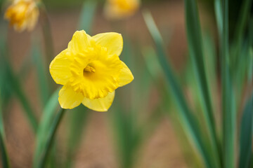 Yellow Daffodil blooms in spring