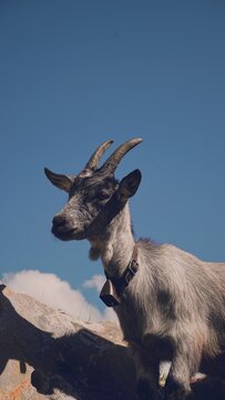 Goat in the Swiss Alps
