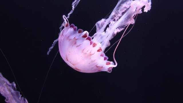 Purple Striped Jellyfish (Pelagia noctiluca)