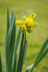 Obraz premium Yellow daffodil flower outside in the garden.