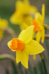 Yellow daffodil flower outside in the garden.