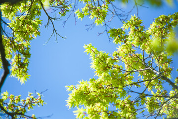 もみじの若葉と青空	