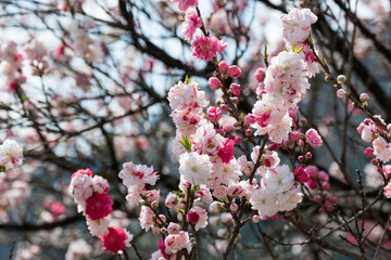 日本一の桃源郷 赤白ピンクの3色の花が咲き誇る圧巻な花桃