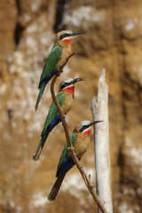 White-fronted Bee-eater with insect in beak, South Africa - obrazy, fototapety, plakaty